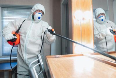 Mold removal services